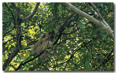 Two-toed sloth 2