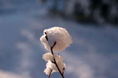Snowball