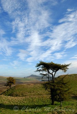 Falkland Hill - DSC_3342.jpg