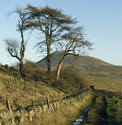 Falkland Hill -DSC_4660_61.jpg
