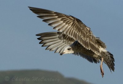 Heron Gull - DSC_6758.jpg