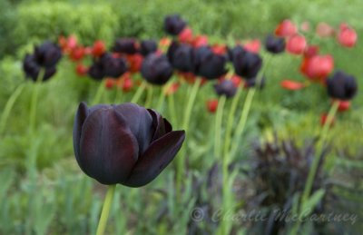 Tulip - DSC_7650.jpg