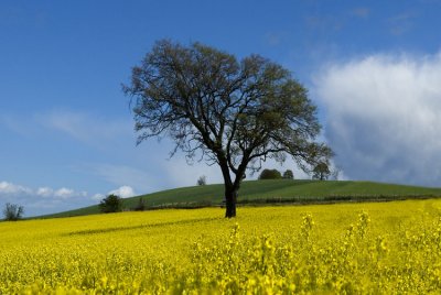 Fife Countryside -DSC_7616.jpg