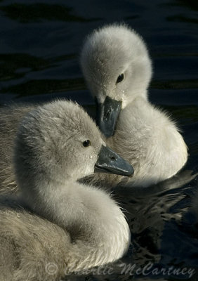 Mute Swan Chicks - DSC_8123.jpg