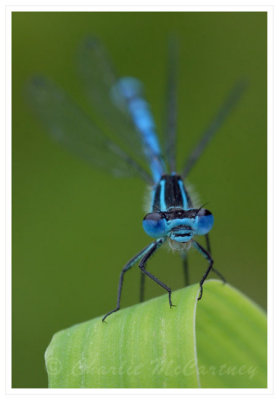 Azure Damselfly - DSC_9621.jpg