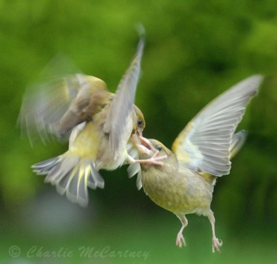 Greenfinch Fight - DSC_9743.jpg