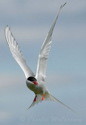 Arctic Tern - DSC_0165.jpg