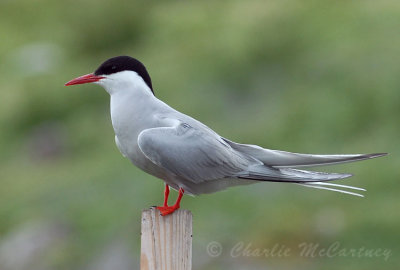 Arctic Tern - DSC_0126.jpg