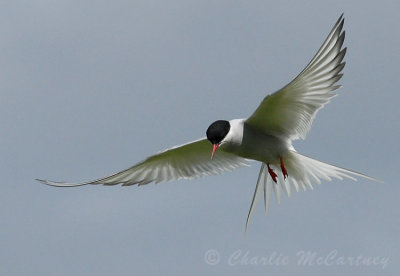 Arctic tern - DSC_0166.jpg