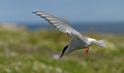 Arctic Tern - DSC_0174.jpg