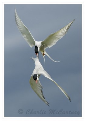 Arctic Tern - DSC_0148.jpg