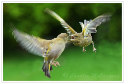 Greenfinches - DSC_9742.jpg