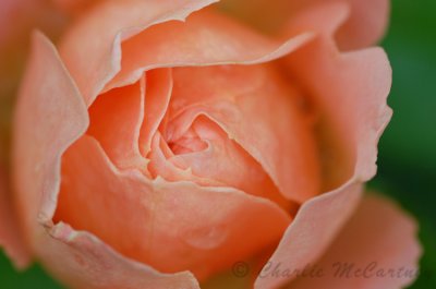 Peach Rose - DSC_0340.jpg