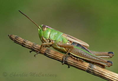 Meadow Grasshopper - DSC_2469.jpg