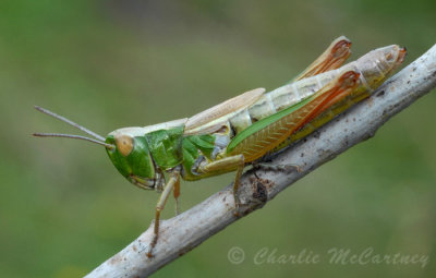 Meadow Grasshopper - DSC_2485.jpg