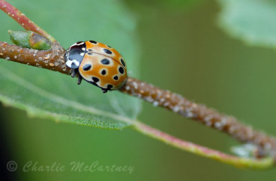 Eyed Ladybird - DSC_2437.jpg