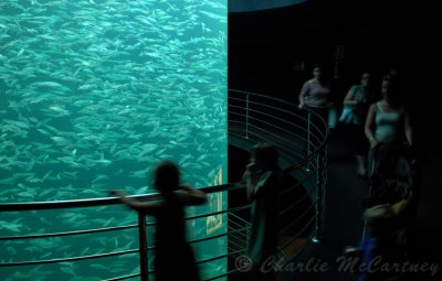 Sea Bass Tank, Loro Parque - DSC_2837.jpg