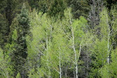 Aspen with New Leaves
