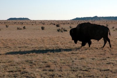 Buffalo Roaming