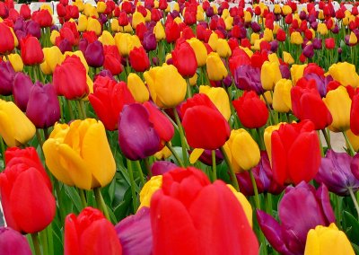 Skagit Valley Tulips