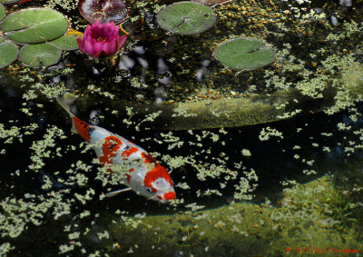 Koi in the Lily Pond