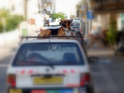 dog on car roof.JPG
