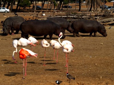 flamingos red3.JPG