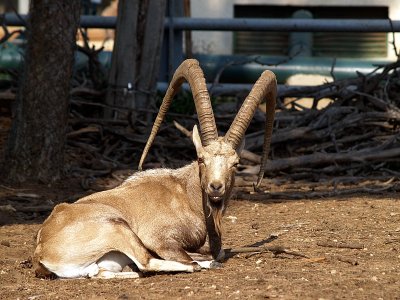 nubian ibex yael5.JPG