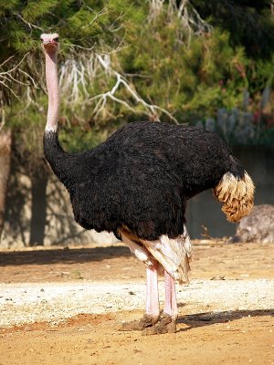 ostrich black.JPG