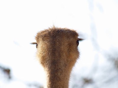 ostrich head back.JPG