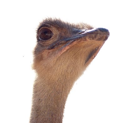 ostrich head6.JPG