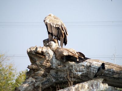 vulture1.JPG
