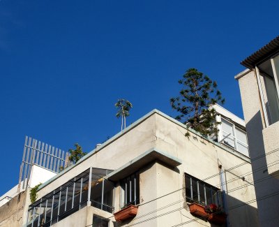 roof garden.JPG