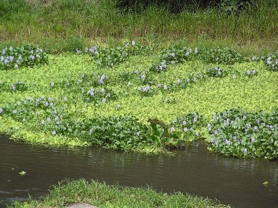 Water hyacinths Tempisque river.JPG