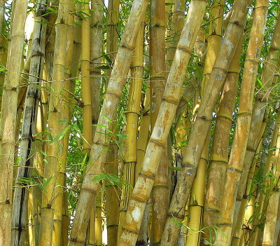 Bamboo clump.JPG