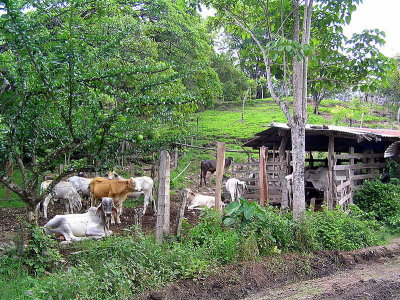 Farm - road to Monteverde.JPG