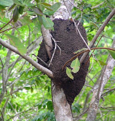 Termite nest.JPG