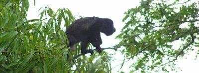 Howler monkey about to jump1.JPG