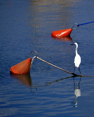 egret jaffa3.JPG