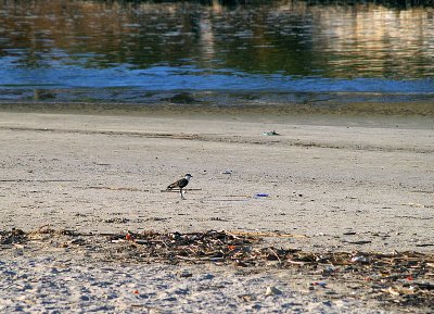 spurwinged lapwing siksak.JPG