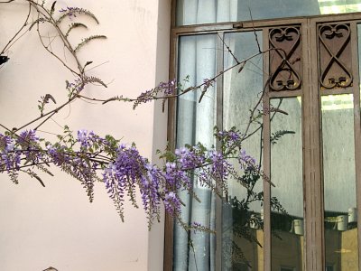 wisteria.JPG