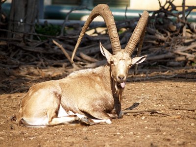 nubian ibex yael8.JPG