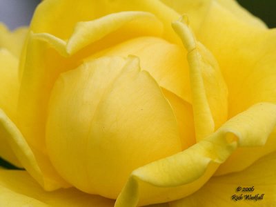 Yellow Rose Center
