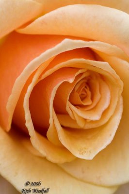 Peach Rose (I think)