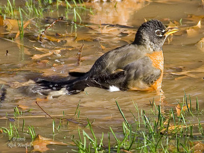 Bath Time