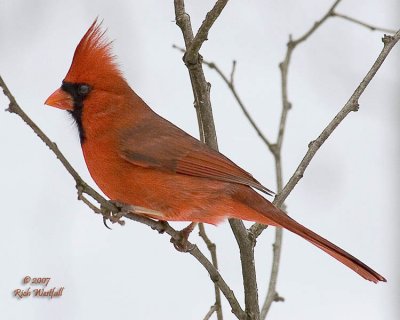 Cardnal in the Snow Too