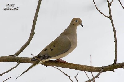 Mourning Dove