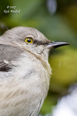 Mockingbird Profile