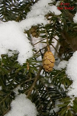 Pine Cone in the Snow