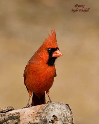 Male Cardinal Portrait